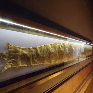 Anaconda shed skin (taken at Kelvingrove museum) 12.2.24