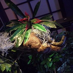 Three-toed sloth (taken at Kelvingrove museum) 12.2.24