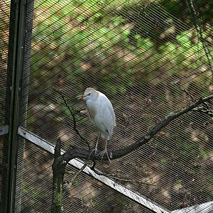 Aviary - Western Cattle-Egret (Ardea ibis)