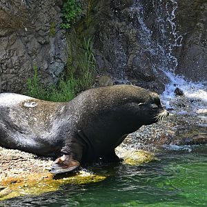 Sea Lion Court - Male California Sea Lion (Zalophus californianus)