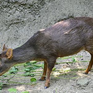 Central/South America Exhibits - Southern Pudu (Pudu puda)