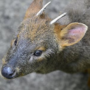 Central/South America Exhibits - Southern Pudu (Pudu puda)