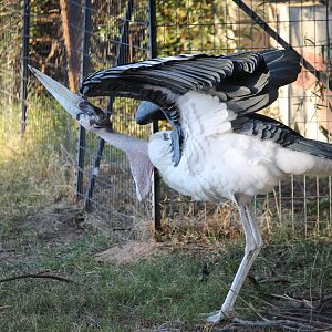Marabou (Leptoptilos crumenifer)