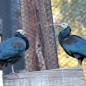 Southern bald ibis (Geronticus calvus)