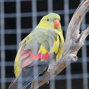 Rock pebbler parakeet (Polytelis anthopeplus)