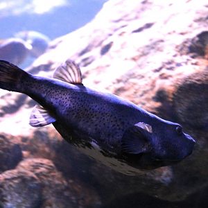 Bullseye puffer (Sphoeroides annulatus)