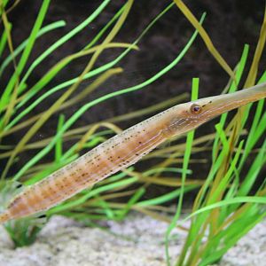 Trumpetfish (Aulostomus maculatus)
