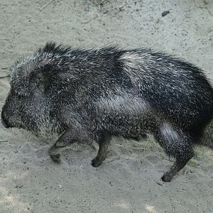 Central/South America Exhibits - Chacoan Peccary (Catagonus wagneri)