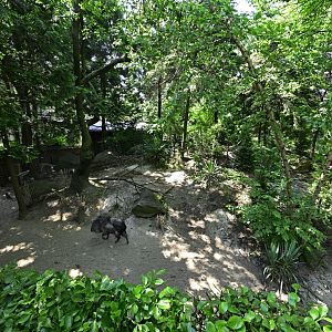 Central/South America Exhibits - Chacoan Peccary (Catagonus wagneri) Exhibit