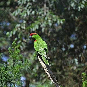Central/South America Exhibits - Thick-billed Parrot (Rhynchopsitta pachyrhyncha)