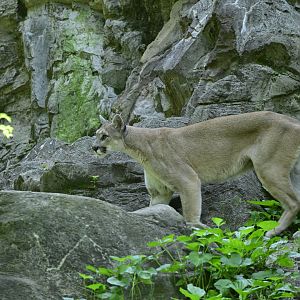 Forests - Mountain Lion (Puma concolor)