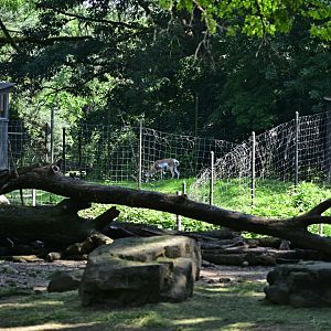 Plains - Pronghorn (Antilocapra americana)