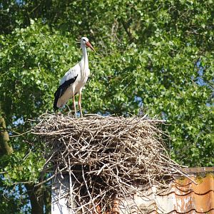 Zwin Nature Reserve - European white stork nest, 2006-07-14