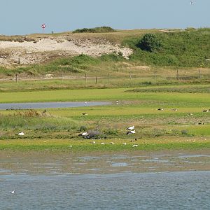 Zwin Nature Reserve - Zwin plains, 2006-07-14