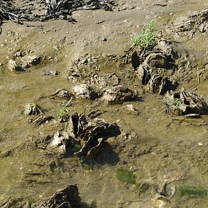 Zwin Nature Reserve - Wild Japanese oysters (Magallana gigas), 2006-07-14