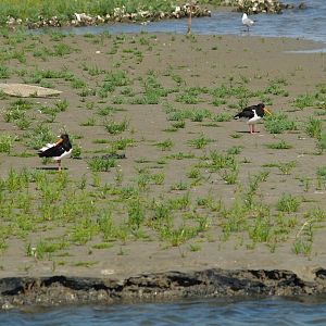 Zwin Nature Reserve -Wild Eurasian oystercatchers (Haematopus ostralegus), 2006-07-14