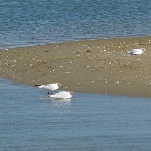 Zwin Nature Reserve - Wild Black-headed gulls (Chroicocephalus ridibundus), 2006-07-14