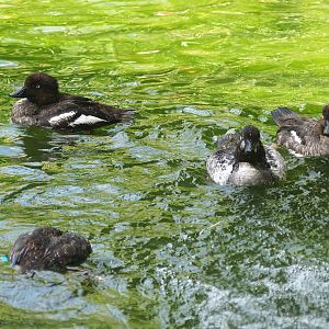 Zwin Bird Park (Now closed and demolished) - Eurasian goldeneyes (Bucephala clangula clangula), 2006-07-14