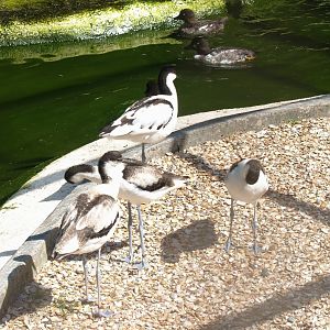 Zwin Bird Park (Now closed and demolished) - Pied avocets (Recurvirostra avosetta), 2006-07-14
