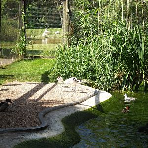 Zwin Bird Park (Now closed and demolished) - Part of aviary for pied avocets and Eurasian goldeneyes, 2006-07-14