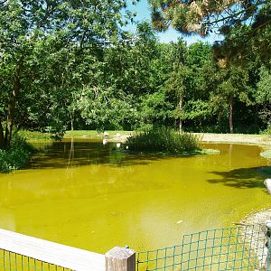 Zwin Bird Park (Now closed and demolished) - Mute swan and goose exhibit, 2006-07-14
