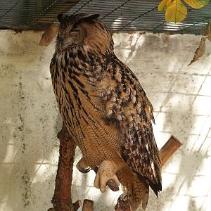 Zwin Bird Park (Now closed and demolished) - Eurasian eagle owl (Bubo bubo bubo), 2006-07-14