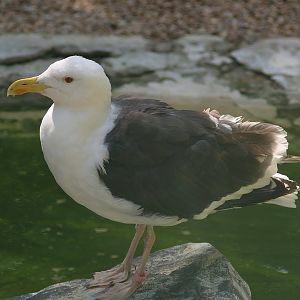 Zwin Bird Park (Now closed and demolished) - Greater black-backed gull (Larus marinus), 2006-07-14