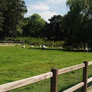 Zwin Bird Park (Now closed and demolished) - European white stork meadow, 2006-07-14