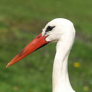 Zwin Nature Reserve - European white stork (Ciconia ciconia), 2007-04-22