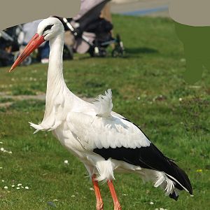 Zwin Nature Reserve - European white stork (Ciconia ciconia),, 2007-04-22
