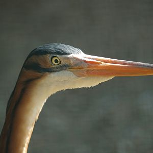 Zwin Bird Park (Now closed and demolished) - Purple heron (Ardea purpurea), 2007-04-22