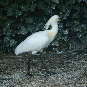 Zwin Bird Park (Now closed and demolished) - Eurasian spoonbill (Platalea leucorodia), 2007-04-22