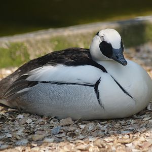 Zwin Bird Park (Now closed and demolished) -  Smew (Mergellus albellus), 2007-04-22