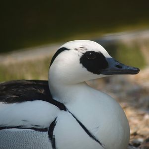 Zwin Bird Park (Now closed and demolished) -  Smew (Mergellus albellus), 2007-04-22