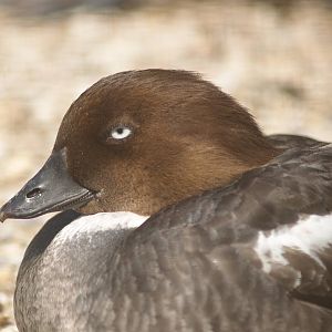Zwin Bird Park (Now closed and demolished) - Eurasian goldeneye (Bucephala clangula clangula), 2007-04-22