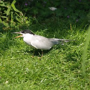 Zwin Bird Park (Now closed and demolished) - Common tern (Sterna hirundo), 2007-04-22