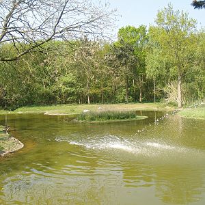 Zwin Bird Park (Now closed and demolished) - Second swan exhibit, 2007-04-22