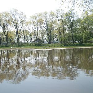 Zwin Bird Park (Now closed and demolished) - Swan and duck exhibit, 2007-04-22