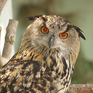 Zwin Bird Park (Now closed and demolished) - Eurasian eagle owl (Bubo bubo bubo), 2007-04-22
