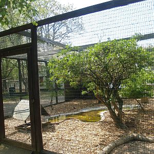 Zwin Bird Park (Now closed and demolished) - Ring-necked pheasant, 2007-04-22