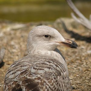 Zwin Bird Park (Now closed and demolished) - Juvenile European herring gull (Larus argentatus), 2007-04-22