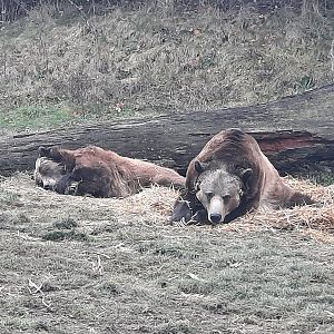 Grizzly Bears