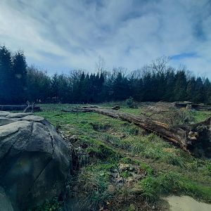 Grizzly Bear Exhibit