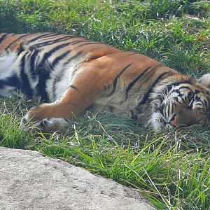 Sumatran Tiger - Sumini