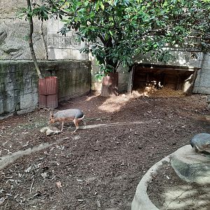 Patagonian Mara Exhibit