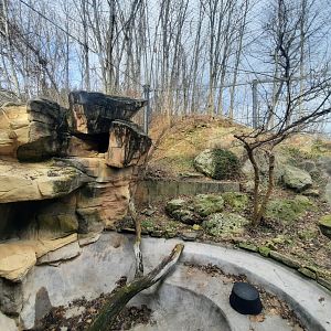 Jaguar Exhibit Left Side