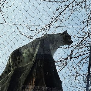 Snow Leopard - Tai Lung