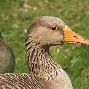 Zwin Bird Park (Now closed and demolished) - Western greylag goose (Anser anser anser), 2007-04-22