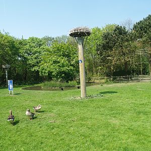 Zwin Bird Park (Now closed and demolished) - Greater cormorant and goose exhibit, 2007-04-22