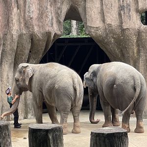 Two Female Asian Elephant in Zoo Negara